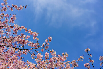 Blooming cherry tree with pink flowers against blue sky