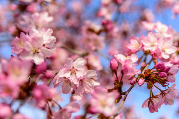 Blooming cherry tree with flowers against blue sky, close up