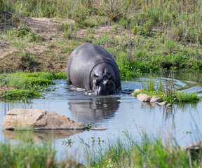 Hippopotamus