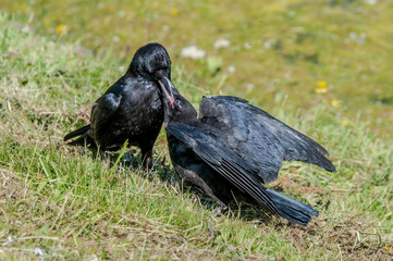 Adult Carrion Crow (Corvus corone) and grown chick in park, Keil, Schleswig-Holstein, Germany