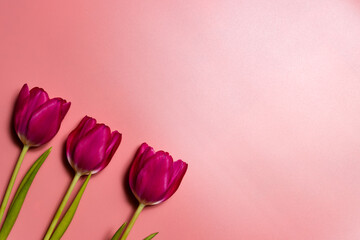 Pink tulip flower on a beautiful background with a copy space for text. Greeting Card, International Women's Day, Mother's Day and Happy Valentine's Day Concept