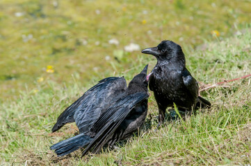 Adult Carrion Crow (Corvus corone) and grown chick in park, Keil, Schleswig-Holstein, Germany