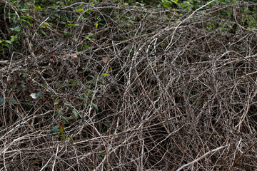 Vegetation in the woods
