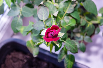 close-up - a pink rose blooming at home, like an indoor flower