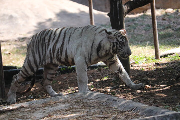 bengal tiger in the wild