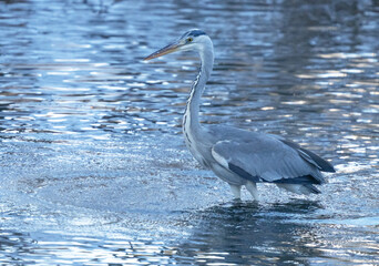 Gray heron standing in the water waiting to catch fish.