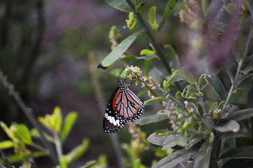 butterfly on a flower