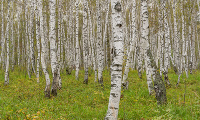 Birch Forest Tree Trunk