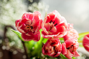 Bright pink tulips in the bag. A gift for a woman. Selective focus. Bright background for your desktop.