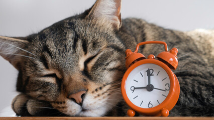 Nine o'clock and a sleeping cat.