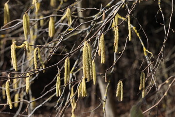 Spring in the forest bloom earrings hazel