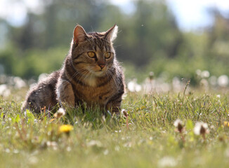 Naklejka na ściany i meble domestic cat lying in the grass with dandelions. in backlight