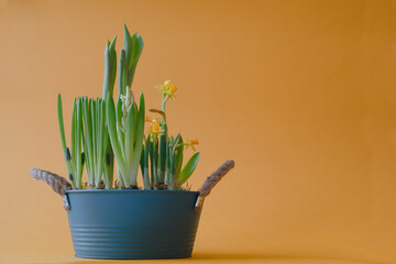 Composition with various spring flowers in flower pot on orange background stock photo. Flower composition with daffodils, muscari, hyacinth 
