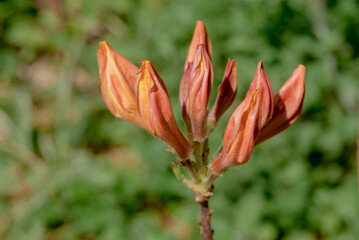 Mollis Azalea (Rhododendron x mollis) in garden