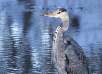 Gray heron standing in the water waiting to catch fish.