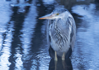 Gray heron standing in the water waiting to catch fish.