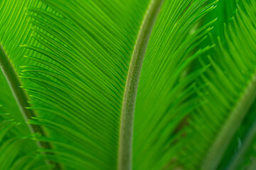  Green natural texture background.