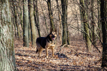 dog in the woods