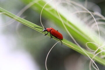 ladybug on a leaf