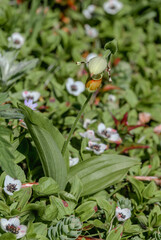 Obraz premium Spotted Ladys Slipper (Cypripedium guttatum) at Chowiet Island, Alaska, USA