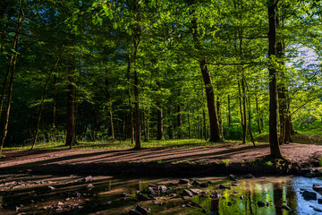 forest river in Altenberg, Germany.