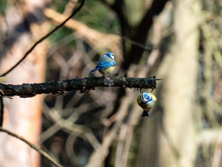 Blaumeise