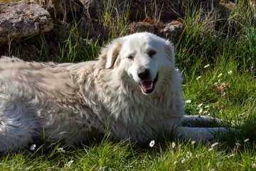 The white Italian dog ,  is a breed of livestock guardian dog indigenous to central Italy.