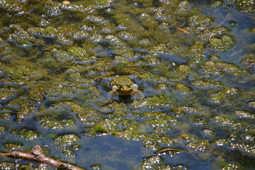 Calling male common water frog with vocal sacs in pond sparkling in the sun (Kaiserstuhl, Germany)