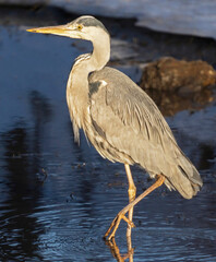 Gray heron standing in the water waiting to catch fish.