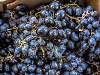 A heap, pile of black dark blue grapes lie in a store. Bunches of grapes in a supermarket