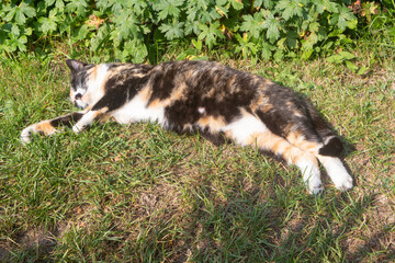 Lying tortoiseshell cat taking the sun in a garden