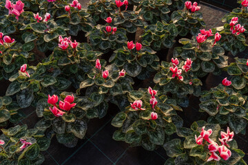 Lot of flowers cyclamen in a greenhouse. Sun light, top view.