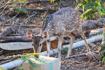 deer in the forest