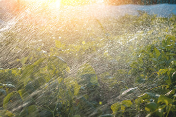 Evening sprinkling of garden beds with growing greenery. Shine of water droplets in the rays of the setting sun. Watering the garden