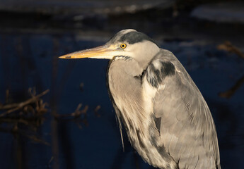 Gray heron standing in the water waiting to catch fish.