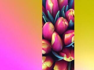 Floral gradient colourful background with spring tulip flowers