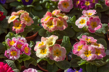 Bunt  Blühende Primeln auf einem Blumenmarkt, Closeup, Deutschland, Europa