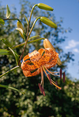 Tiger Lily (Lilium lancifolium) in garden, Central Russia