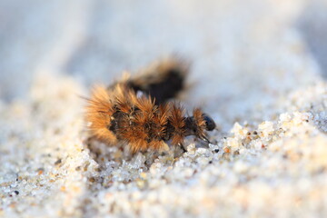 caterpillar on the sand
