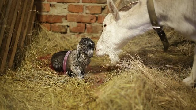 A goat licks a newborn kid.