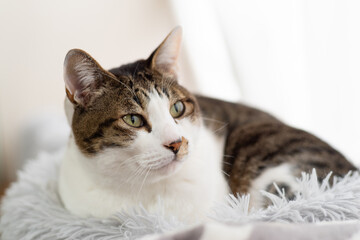 くつろぐ猫　キジトラ猫