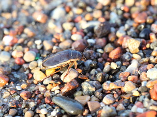 beetle on a rocky beach