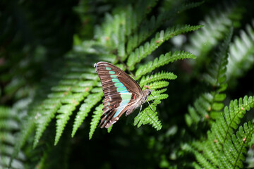 アオスジアゲハ　Bluebottle