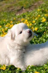 Young Pomski Dog Breed Groomed and Healthy Pomski, an exquisite puppy with a good temperament outdoors on a sunny day