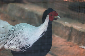 a pair of birds