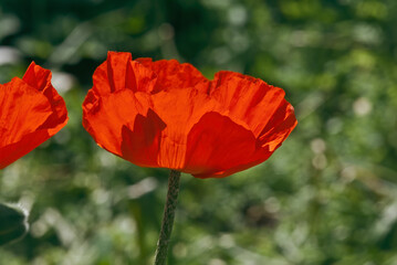 Pseudo-oriental Poppy (Papaver pseudo-orientale) in garden