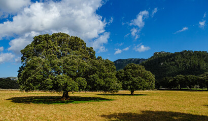 Fototapeta premium panoramic landscape with trees on the balearic island of mallorca, spain