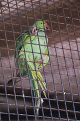 parrot in cage