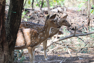 two deer in the park