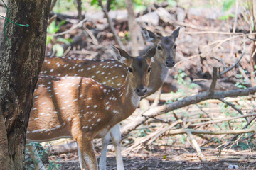 two deer in the park